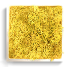 carré lichen Jaune