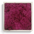 carré lichen Rose